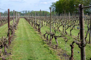 Hollanda 'nın Kuzey Brabant, Hollanda' daki şarap ve üzüm bağları, baharda büyüyen üzüm bitkileri üzerine tartışmalar