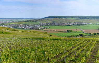 Epernay, Champange, Fransa yakınlarındaki Marne Vadisi 'nde yeşil başbakan cru şampanya bağları.