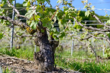 Epernay, Champange, Fransa yakınlarındaki Hautvillers köyünde yeşil üzüm yaprakları, cru şampanya bağları ve Marne nehri manzarası