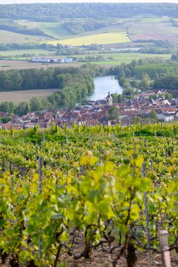 Epernay, Champange, Fransa yakınlarındaki Cumieres köyünde yeşil başbakan cru şampanya bağları ve Marne nehrinin panoramik manzarası