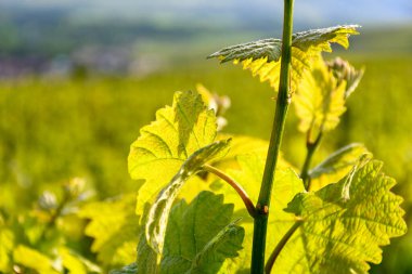 Epernay, Champange, Fransa yakınlarındaki Hautvillers köyündeki yeşil başbakan cru şampanya bağları ve Marne nehri manzarası