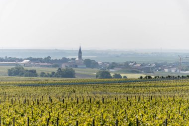 Bouzy köyü yakınlarındaki yeşil büyük cru şampanya bağlarının manzarası Montagne de Reims alt bölümü, Champange, Fransa