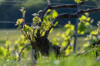 Epernay, Champange, Fransa yakınlarındaki Hautvillers köyünde yeşil üzüm yaprakları, cru şampanya bağları ve Marne nehri manzarası