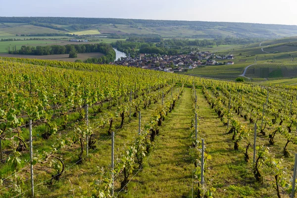 Blick Auf Die Grünen Champagner Weinberge Und Den Fluss Marne — Stockfoto