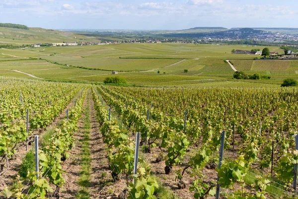 Vista Panoramica Sui Vigneti Champagne Cru Premier Verde Sul Fiume — Foto Stock