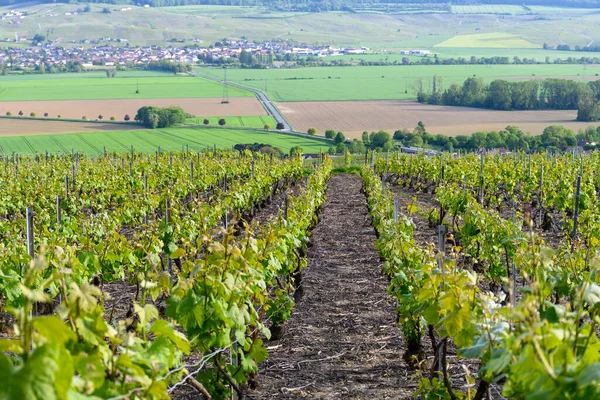 Epernay Champange Fransa Yakınlarındaki Cumieres Köyünde Yeşil Başbakan Cru Şampanya — Stok fotoğraf