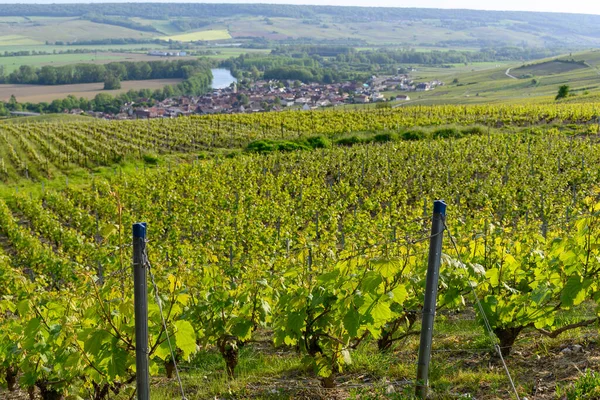Panoramatický Pohled Zelené Premier Cru Šampaňské Vinice Řeku Marne Obci — Stock fotografie