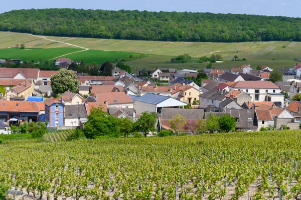 Blick Auf Grüne Grand Cru Champagner Weinberge Der Nähe Des — Stockfoto