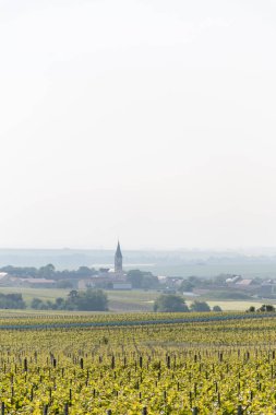 Bouzy köyü yakınlarındaki yeşil büyük cru şampanya bağlarının manzarası Montagne de Reims alt bölümü, Champange, Fransa