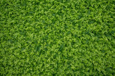 Westland, Kuzey Hollanda, Hollanda 'daki cam evde farklı eğreltiotu yetiştirilmiş. Flora endüstrisi,