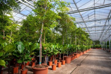 Farklı yeşil tropikal ve egzotik iç palmiyelerin ve Hollanda 'nın kuzeyindeki Westland kentindeki Glasshouse' da bitkilerin yetiştirilmesi. Flora endüstrisi.