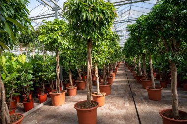 Farklı yeşil tropikal ve egzotik iç palmiyelerin ve Hollanda 'nın kuzeyindeki Westland kentindeki Glasshouse' da bitkilerin yetiştirilmesi. Flora endüstrisi.