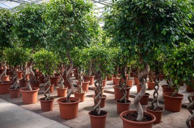 Farklı yeşil tropikal ve egzotik bitki bitkilerinin Westland, Kuzey Hollanda, Hollanda 'daki Glasshouse' da yetiştirilmesi. Flora endüstrisi.