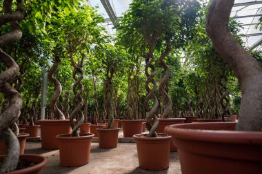Farklı yeşil tropikal ve egzotik bitki bitkilerinin Westland, Kuzey Hollanda, Hollanda 'daki Glasshouse' da yetiştirilmesi. Flora endüstrisi.