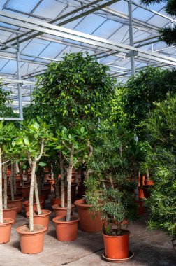 Farklı yeşil tropikal ve egzotik bitki bitkilerinin Westland, Kuzey Hollanda, Hollanda 'daki Glasshouse' da yetiştirilmesi. Flora endüstrisi.
