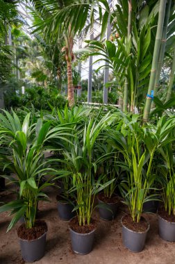 Farklı yeşil tropikal ve egzotik iç palmiyelerin ve Hollanda 'nın kuzeyindeki Westland kentindeki Glasshouse' da bitkilerin yetiştirilmesi. Flora endüstrisi.