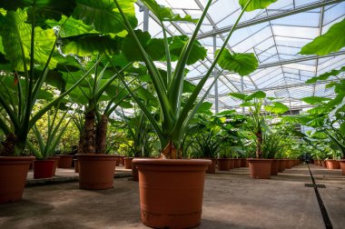 Farklı yeşil tropikal ve egzotik iç palmiyelerin ve Hollanda 'nın kuzeyindeki Westland kentindeki Glasshouse' da bitkilerin yetiştirilmesi. Flora endüstrisi.