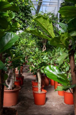 Farklı yeşil tropikal ve egzotik iç palmiyelerin ve Hollanda 'nın kuzeyindeki Westland kentindeki Glasshouse' da bitkilerin yetiştirilmesi. Flora endüstrisi.