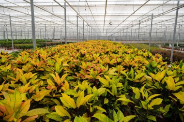 Farklı yeşil tropikal ve egzotik Croton bitkilerinin yetiştirilmesi Westland, Kuzey Hollanda, Hollanda 'daki Glasshouse' da. Flora endüstrisi.