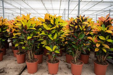 Farklı yeşil tropikal ve egzotik Croton bitkilerinin yetiştirilmesi Westland, Kuzey Hollanda, Hollanda 'daki Glasshouse' da. Flora endüstrisi.