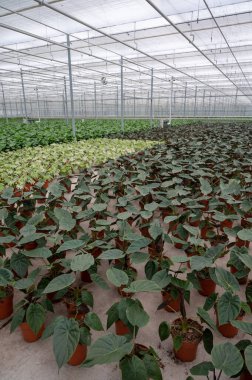 Farklı yeşil tropikal ve egzotik iç palmiyelerin ve Hollanda 'nın kuzeyindeki Westland kentindeki Glasshouse' da bitkilerin yetiştirilmesi. Flora endüstrisi.