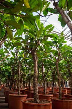 Farklı yeşil tropikal ve egzotik iç palmiyelerin ve Hollanda 'nın kuzeyindeki Westland kentindeki Glasshouse' da bitkilerin yetiştirilmesi. Flora endüstrisi.