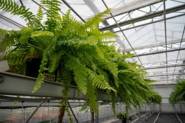 Westland, Kuzey Hollanda, Hollanda 'daki cam evde farklı eğreltiotu yetiştirilmiş. Flora endüstrisi,