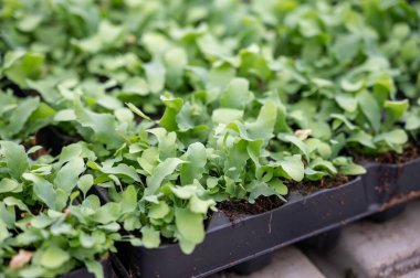 Westland, Kuzey Hollanda, Hollanda 'daki cam evde farklı eğreltiotu yetiştirilmiş. Flora endüstrisi,