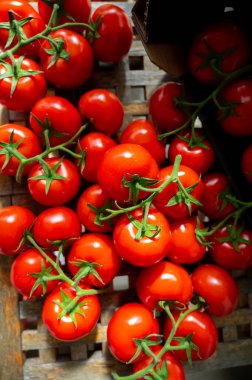 Red ripe tasty Dutch tomatoes growing indoor in greenhouse all seasons, food industry in Netherlands close up