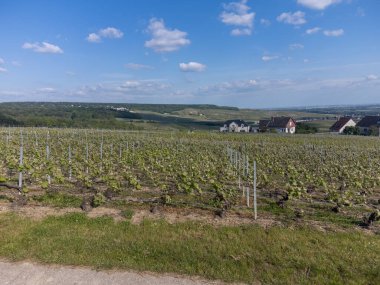 Yeşil başbakanın panoramik hava manzarası Hautvillers köyü yakınlarındaki üzüm bağlarına ve Fransa 'nın Champange kentindeki Marne Nehri vadisine bağlıdır.