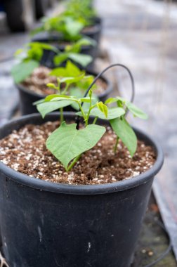 İlkbaharda biyolojik serada yetişen taze fasulye filizleri.