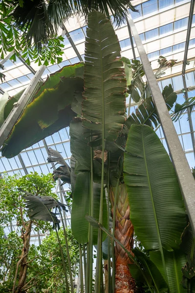 stock image Cultivation of differenent green tropical and exotic indoor palms and evergreen plants in glasshouse in Westland, North Holland, Netherlands. Flora industry.