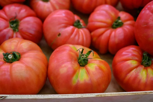 法国普罗旺斯市场上销售的法国色拉番茄和新收获的大的传送带番茄的销售活动已经结束 — 图库照片