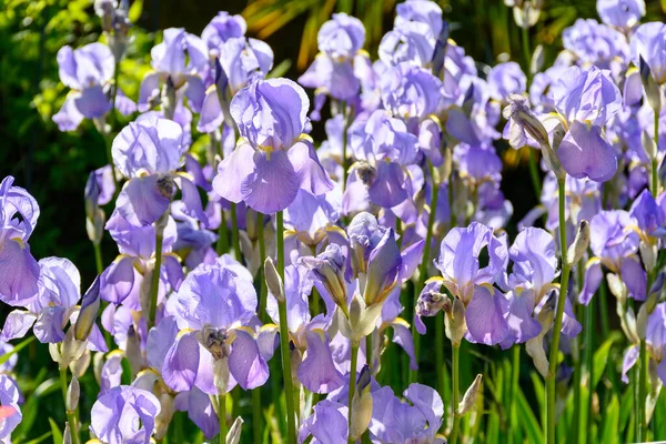 Kwiat Wielkiego Światła Purpurowe Kwiaty Tęczówki Słonecznym Ogrodzie — Zdjęcie stockowe