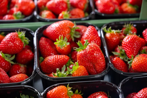 Neue Frühjahrsernte Kisten Mit Reifen Holländischen Roten Süßen Erdbeeren Auf — Stockfoto