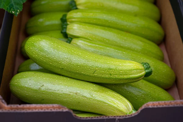 荷兰有机农场的新鲜成熟绿色胡瓜或胡瓜 新收获 — 图库照片