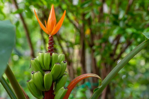 Anbau Unterschiedlicher Grüner Tropischer Und Exotischer Zimmerpalmen Und Immergrüner Pflanzen — Stockfoto