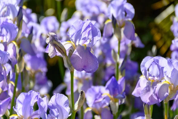 Güneşli Bahçedeki Büyük Açık Mor Iris Çiçekleri — Stok fotoğraf