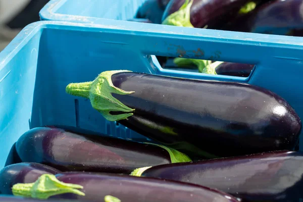オランダの有機温室で熟した紫色のナスの野菜の収穫 青いプラスチックボックスのナス — ストック写真