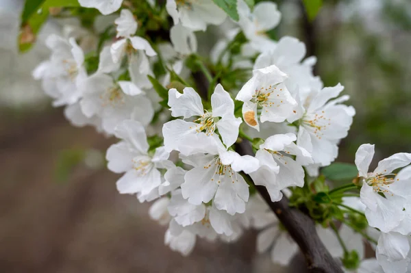 果樹園の温室に白い花を咲かせる桜の木の列で 晴れた春の日に鳥から保護システムがあります — ストック写真