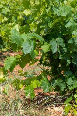 Fransız kırmızı ve kırmızı şarap üzümleri sıra sıra, Costieres de Nimes AOP alanı veya şato üzüm bağları yaz mevsimi, Fransa