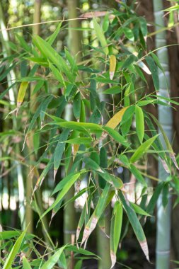 Bambu yapraklı yeşil bambu ağaçları güneş ışığında bambu korusunda