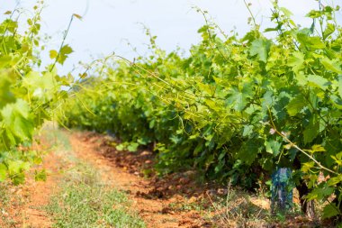 Fransız kırmızı ve kırmızı şarap üzümleri sıra sıra, Costieres de Nimes AOP alanı veya şato üzüm bağları yaz mevsimi, Fransa