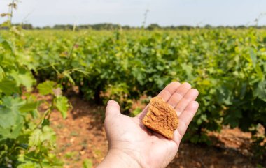 Fransız kırmızı ve gül üzümleri sıra sıra, Costieres de Nimes AOP alanı veya şato üzüm bağları yaz mevsimi, Fransa. Toprak demirden zengin galet taşlarıdır..