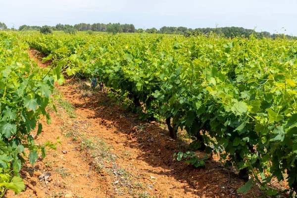 フランスの赤とバラのワインブドウの木 Costieres Nimes Aopドメインまたはシャトーブドウ畑は夏 フランス — ストック写真