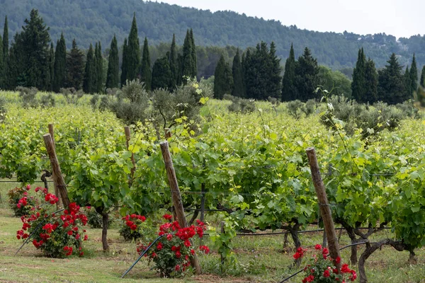 法国东南部Provence Alpes Cote Azur地区Var省的酿酒 Saint Trop Org镇附近的葡萄园和绿色葡萄 Provence区的酿酒 — 图库照片
