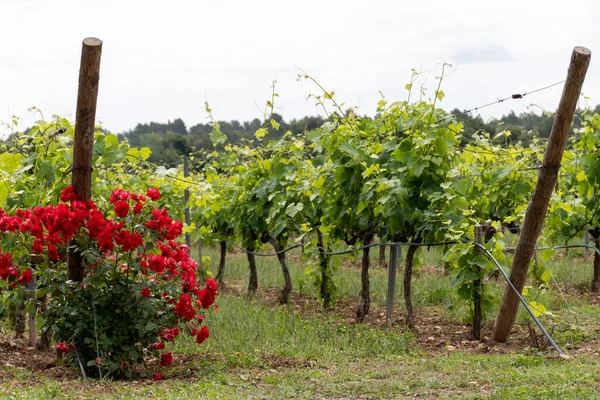 Vinařství Departementu Var Provence Alpes Pobřeží Slonoviny Jihovýchodní Francii Vinice — Stock fotografie