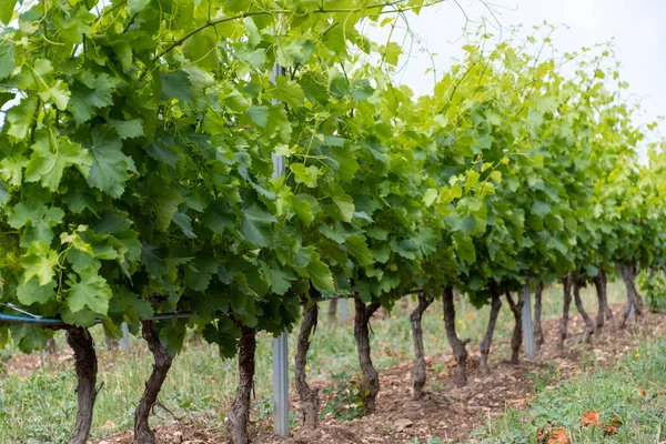 法国东南部Provence Alpes Cote Azur地区Var省的酿酒 Saint Trop Org镇附近的葡萄园和绿色葡萄 Provence区的酿酒 — 图库照片