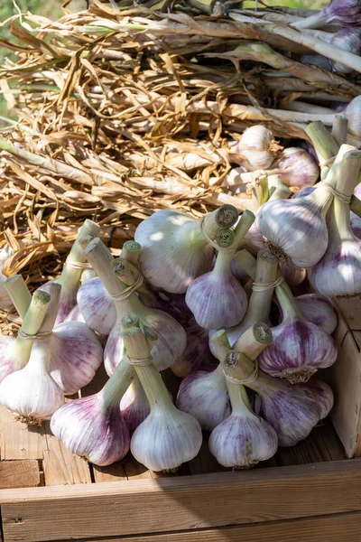 法国普罗旺斯市集上出售的一批新鲜的法国紫罗兰或玫瑰大蒜 — 图库照片