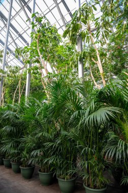 Farklı yeşil tropikal ve egzotik iç palmiyelerin ve Hollanda 'nın kuzeyindeki Westland kentindeki Glasshouse' da bitkilerin yetiştirilmesi. Flora endüstrisi.